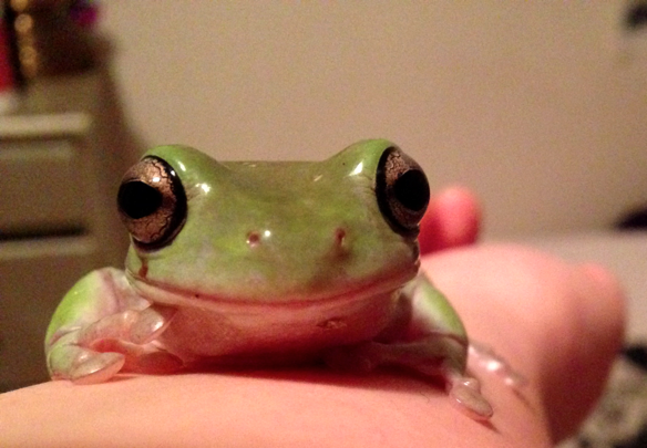 Frog eyes are odd things : r/frogs
